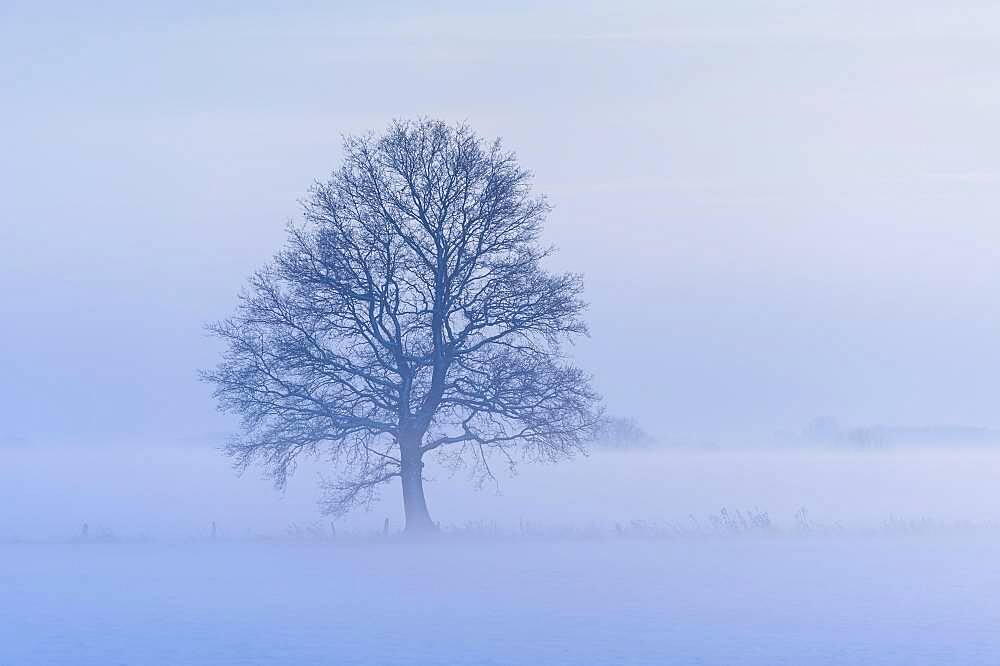 Oak ( Quercus) in foggy, winterly landscape, tree, bare, Vechta, Lower Saxony, Germany, Europe