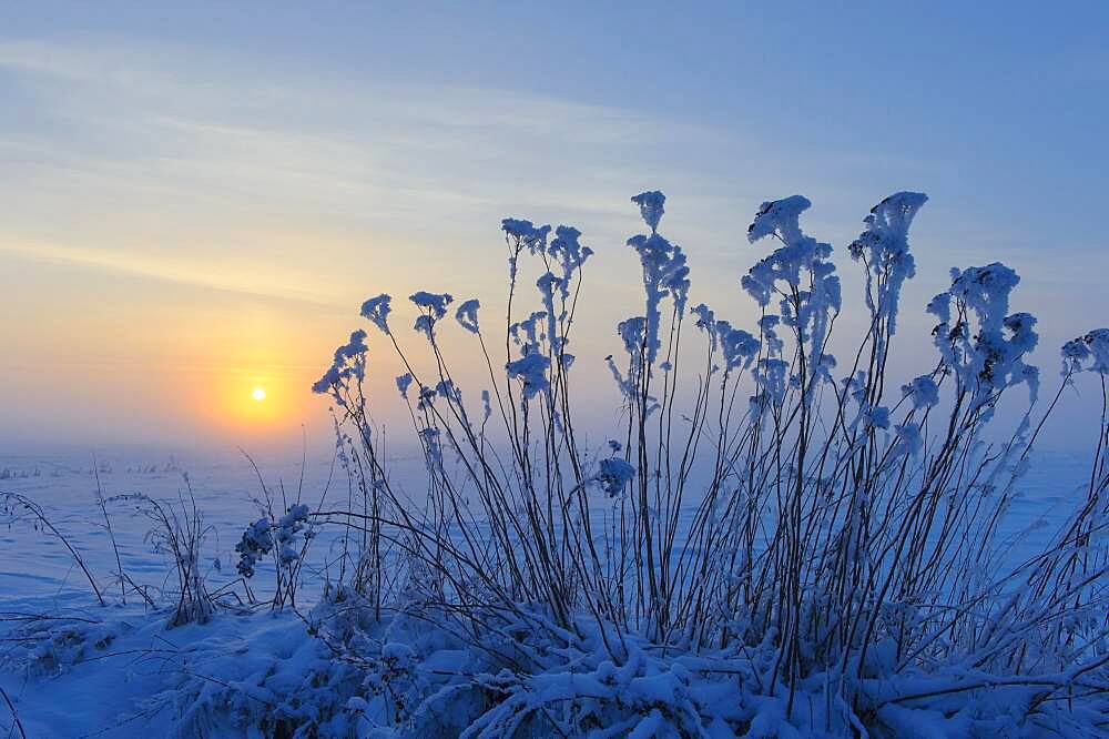 Tansy ( Tanacetum vulgare) in the snow in front of sunset, winter evening, Vechta, Lower Saxony, Germany, Europe