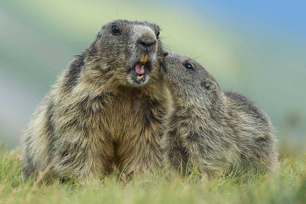 Marmot with young ( Marmot) animal, Alps, Hohe Tauern National Park, Heiligenblut, Carinthia, Austria, Europe