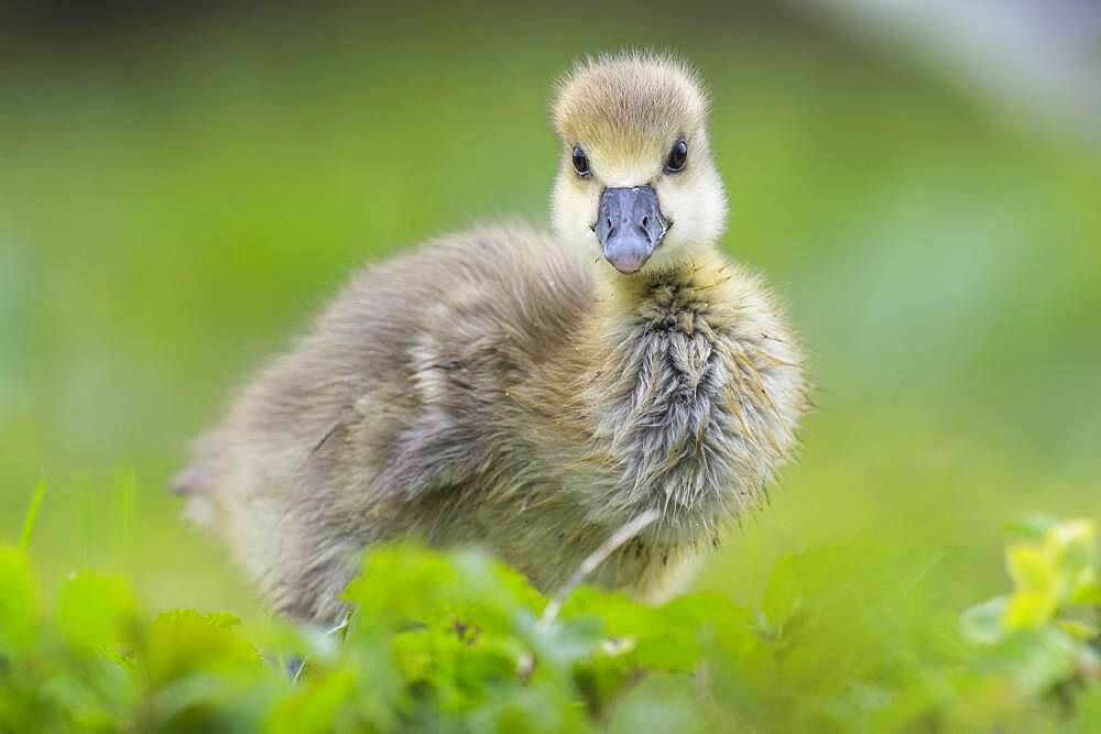 Greylag goose ( anser anser) Hanover, Lower Saxony, GermanyGoessel of one, Chick, cute, Germany, Europe