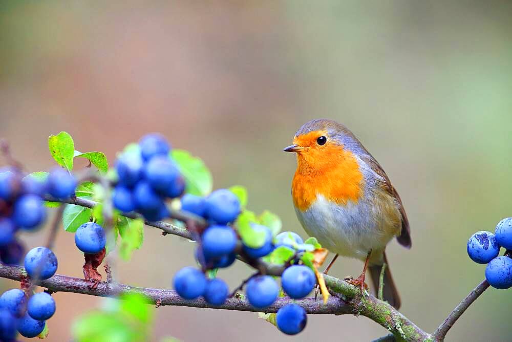 European robin (Erithacus rubecula) sits on a branch (Prunus spinosa) , Solms, Hesse