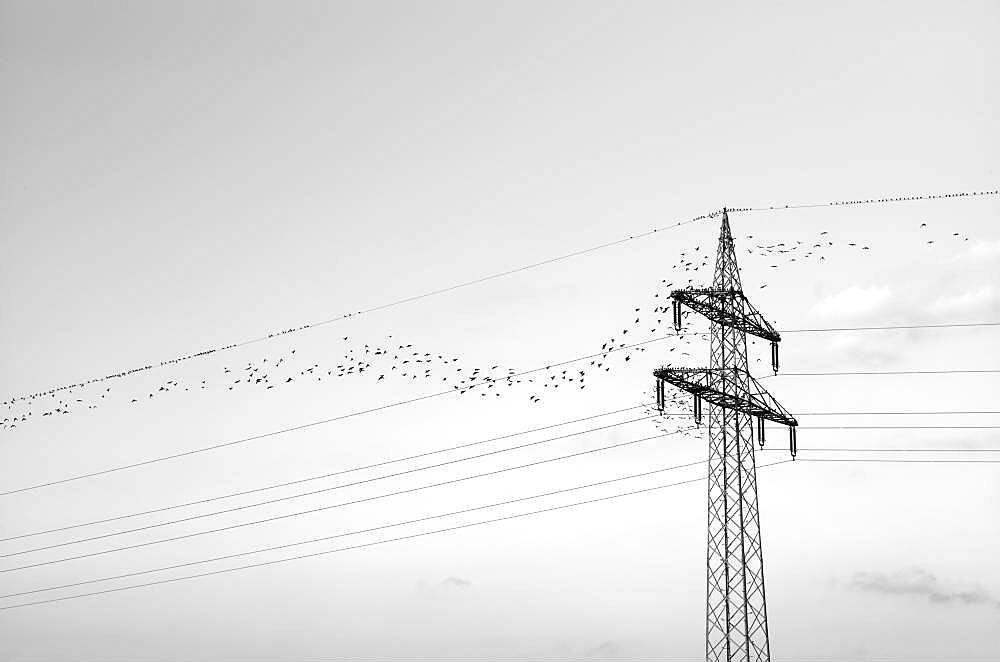 European starlings (Sturnus vulgaris) sitting on overhead line, Stuttgart, Baden-Wuerttemberg, Germany, Europe