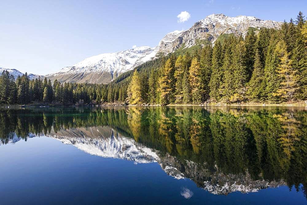 Autumnal larch forest at Obernberger See, Tyrol, Austria, Europe