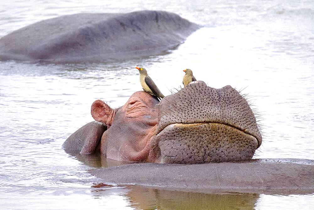 Hippopotamus (Hippopotamus amphibius) relaxing on another hippo, humor, Luangwa River, South Luangwa National Park, Zambia, Africa