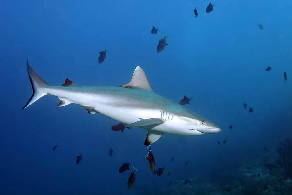 Grey reef shark (Carcharhinus amblyrhynchos) ...swimming in a shoal... Redtoothed triggerfish (Odonus niger) Andaman Sea, Mu Ko Similan National Park, Similan Islands, Phang Nga Province, Thailand, Asia