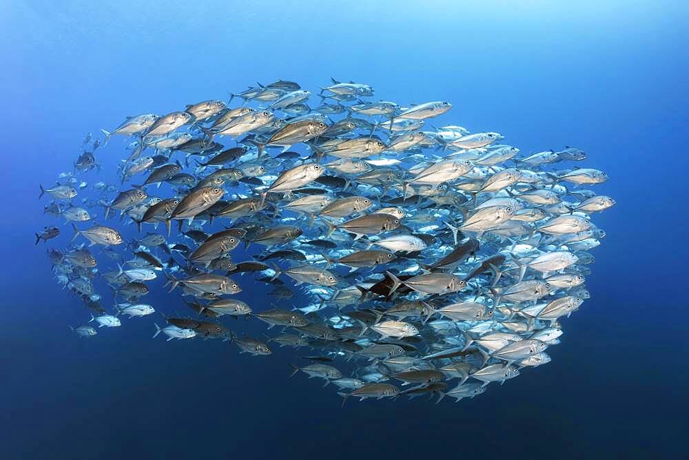 Swarm of spiny mackerel (Caranx sexfasciatus) swimming in the open sea, Andaman Sea, Mu Ko Similan National Park, Similan Islands, Phang Nga Province, Thailand, Asia