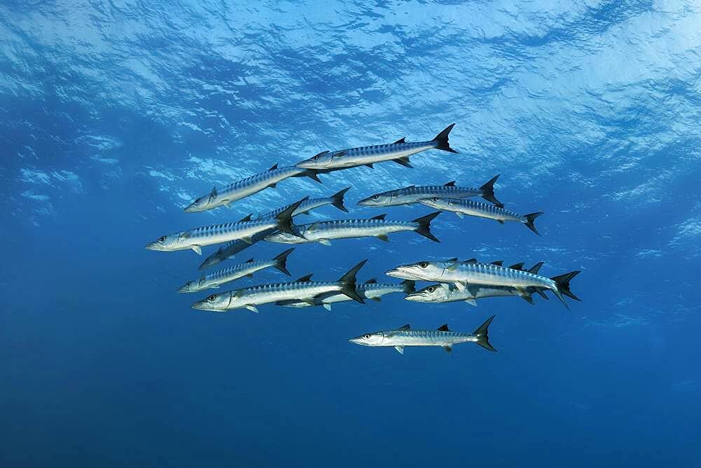 Swarm Blackfin barracuda (Sphyraena qenie) Barracuda swimming in the open sea, Andaman Sea, Mu Ko Similan National Park, Similan Islands, Phang Nga Province, Thailand, Asia