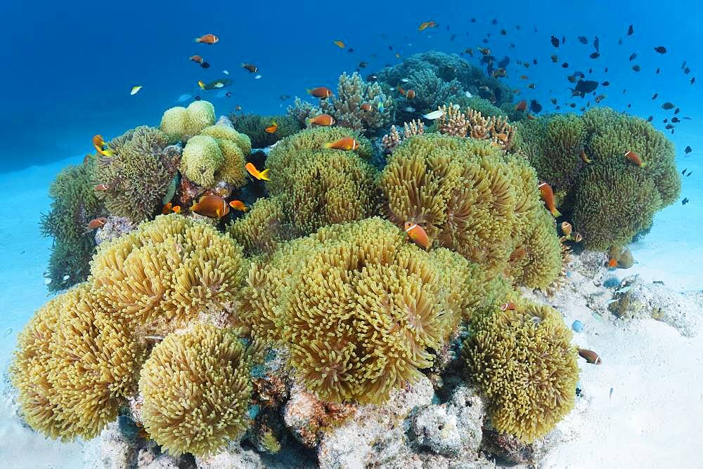 Anemone field from Magnificent sea anemones (Heteractis magnifica) with Pink skunk clownfish (Amphiprion perideraion) Andaman Sea, Mu Ko Similan National Park, Similan Islands, Phang Nga Province, Thailand, Asia