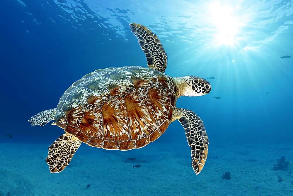 Green turtle (Chelonia mydas) or green turtle, swimming against the light over sandy bottom, Andaman Sea, Mu Ko Similan National Park, Similan Islands, Phang Nga Province, Thailand, Asia