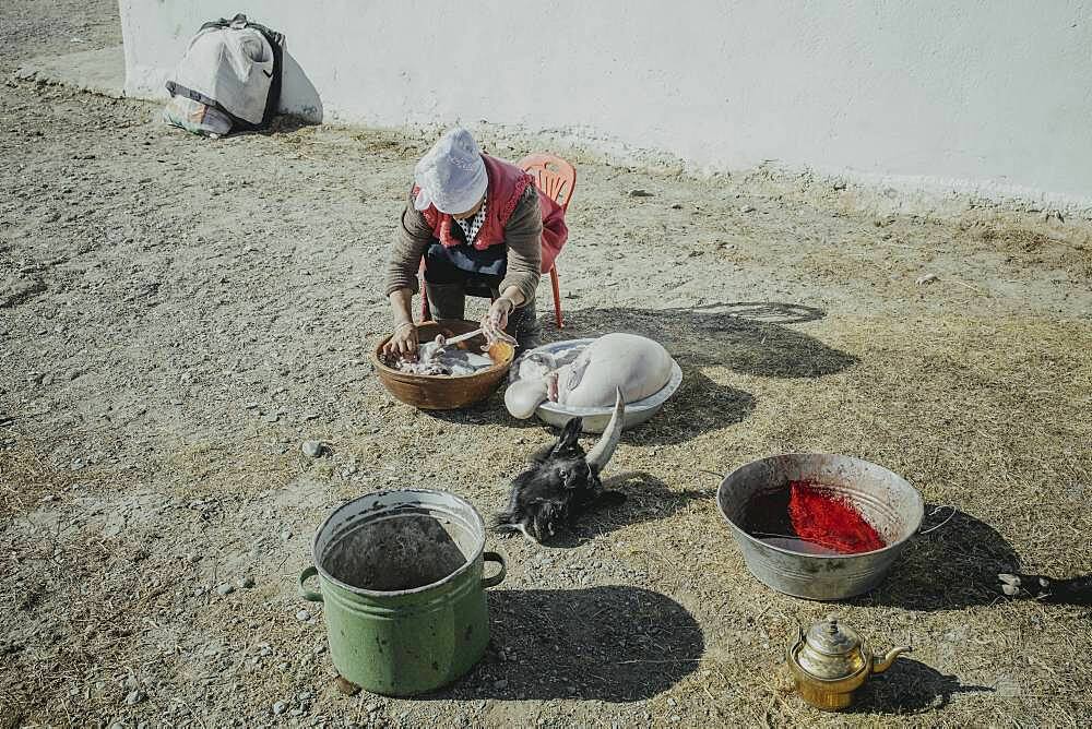 Jamalgan, woman of eagle hunter Bashakhan Spai, cleans the intestines and stomach of a slaughtered goat, Kisil Char, Olgii, Mongolia, Asia