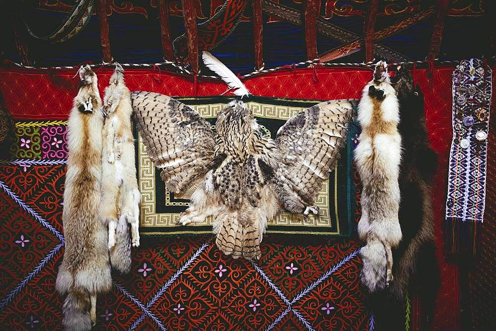 Trophies of the eagle hunter Bashakhan Spai, fox, tanuki and owl, the fox skins he sells at the bazaar in Olgii, the owl he keeps as a decoration object for his yurt, Kisil Tschar, Olgii, Mongolia, Asia