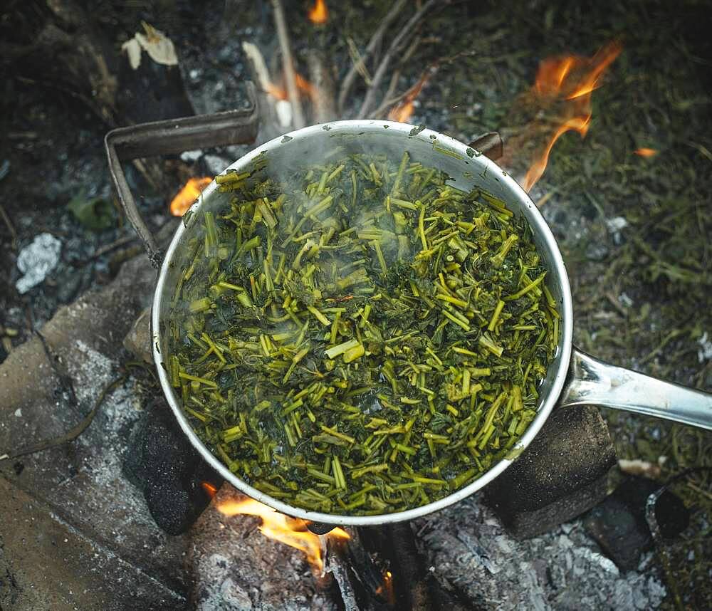 Wild vegetables in a pot around the campfire of a family of refugees in the camp Idomeni, Greece, Europe