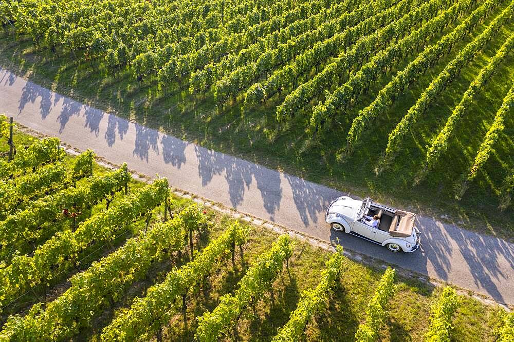 UAV recording, businessman in a vintage car, driving through vineyard, Remstal, Baden-Wuerttemberg, Germany, Europe