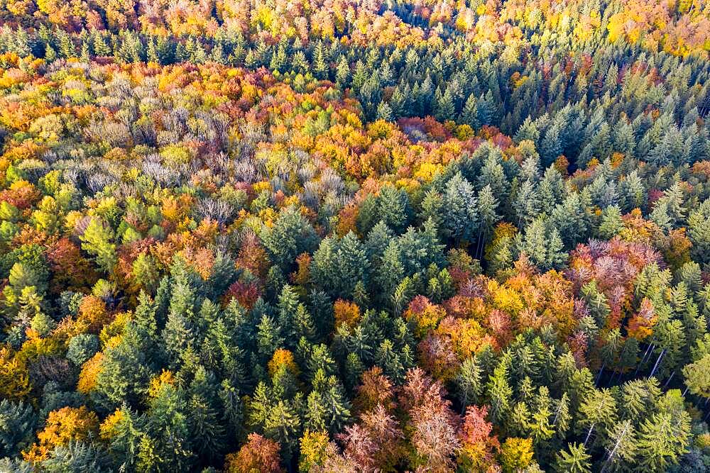 UAV recording, Baden-Wuerttemberg, mixed forest, autumn in the Rems valley, Germany, Europe