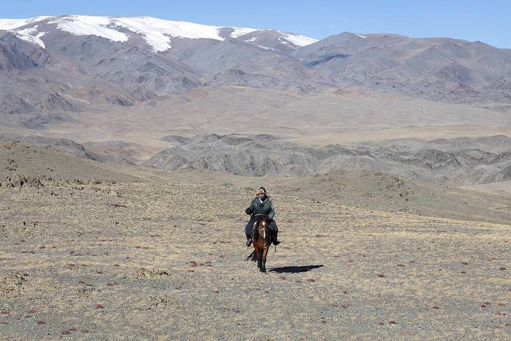 Cattle herder on his horse in the Altai mountains, Olgii province, Mongolia, Asia