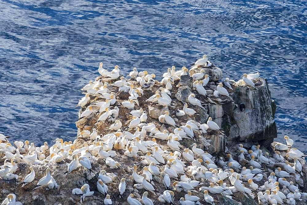 Northern gannet (Morus bassanus) on the breeding rock Langanes, Langanesbyggo, Norourland eystra, Iceland, Europe