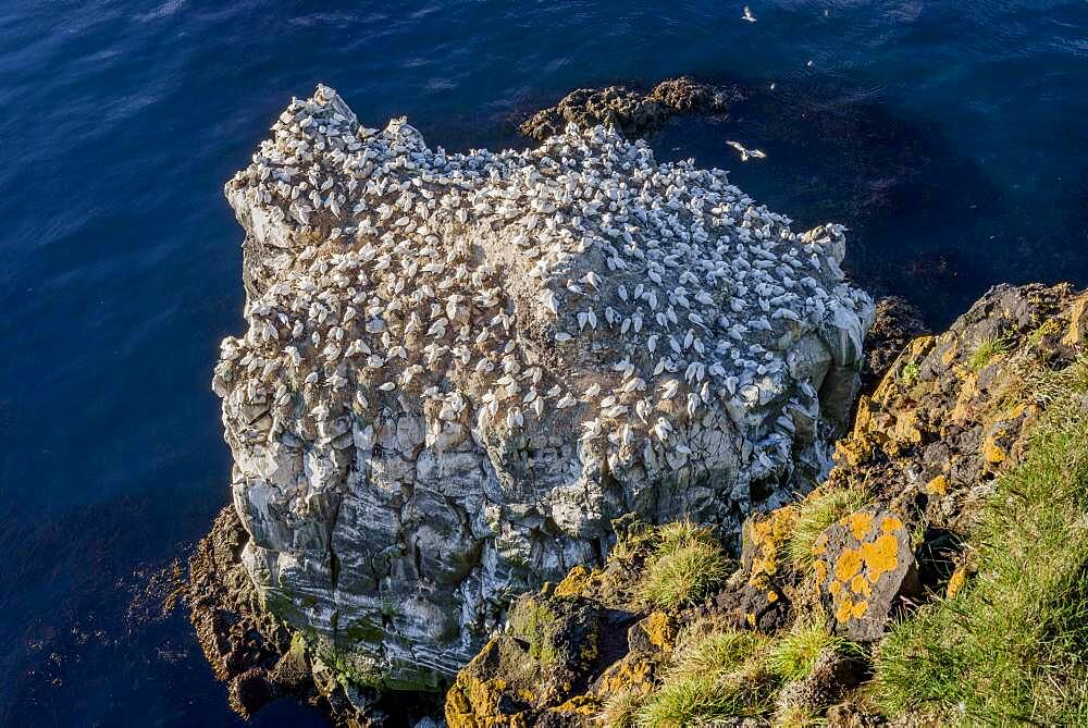 Northern gannet (Morus bassanus) on the breeding rock Langanes with yellow lichens on rocks, Langanesbyggo, Norourland eystra, Iceland, Europe