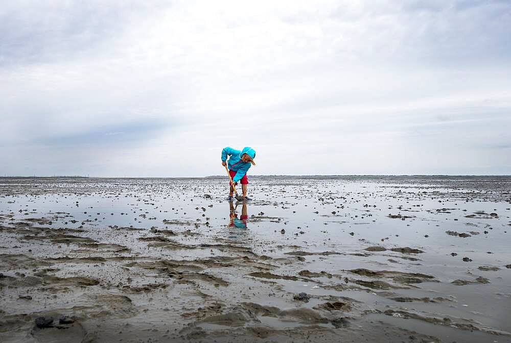 Child playing in the mudflats, mudflat hiking tour, Lower Saxony Wadden Sea National Park, East Frisia, Lower Saxony, Germany, Europe