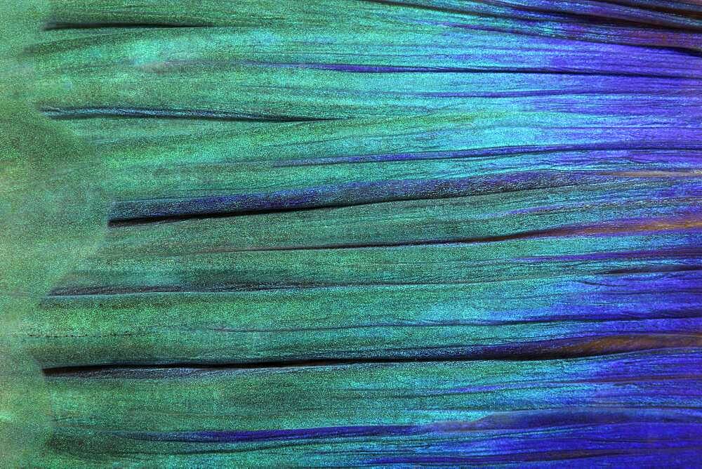 Detail of tail fin, parrot fish (Scarus), Pacific, Great Barrier Reef, UNESCO World Heritage, Australia, Oceania