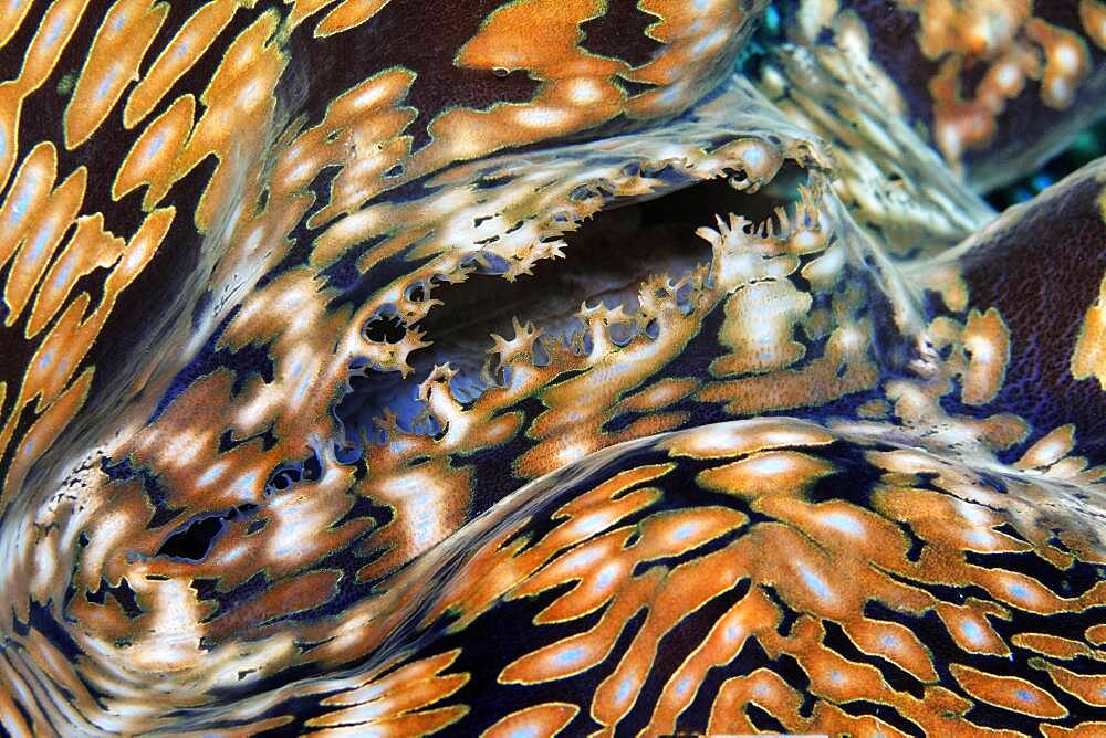 Syphon of giant clam (Tridacna gigas), Clam meat, detail, pacifica, Great Barrier Reef, UNESCO World Heritage, Australia, Oceania