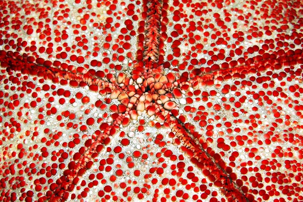 Underside with mouth of spiny cushion star (Culcita novaeguineae), Detail, Starfish, Pacific, Great Barrier Reef, Australia, Oceania