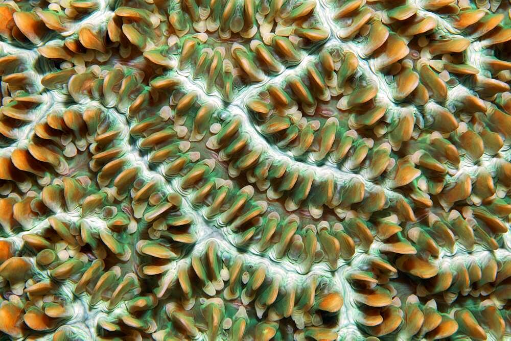 Colony of coral polyps in brain corallae (Physogyra lichtensteini), Pacific, Great Barrier Reef, UNESCO World Heritage Site, Australia, Oceania