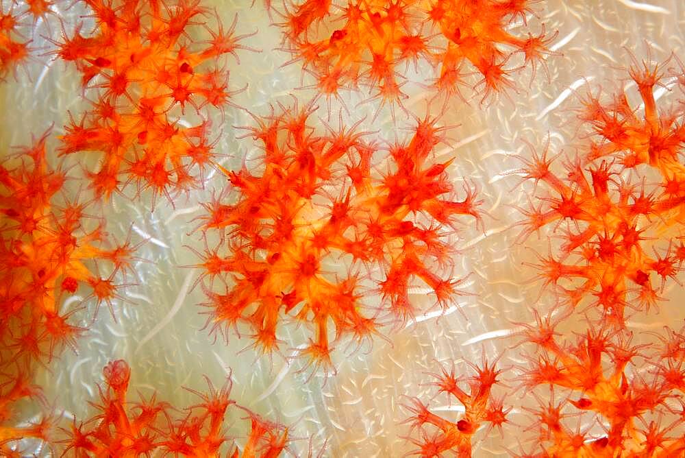 Open coral polyps on the trunk of a soft coral (Dendronephthya), coral, Pacific, Great Barrier Reef, UNESCO World Heritage, Australia, Oceania