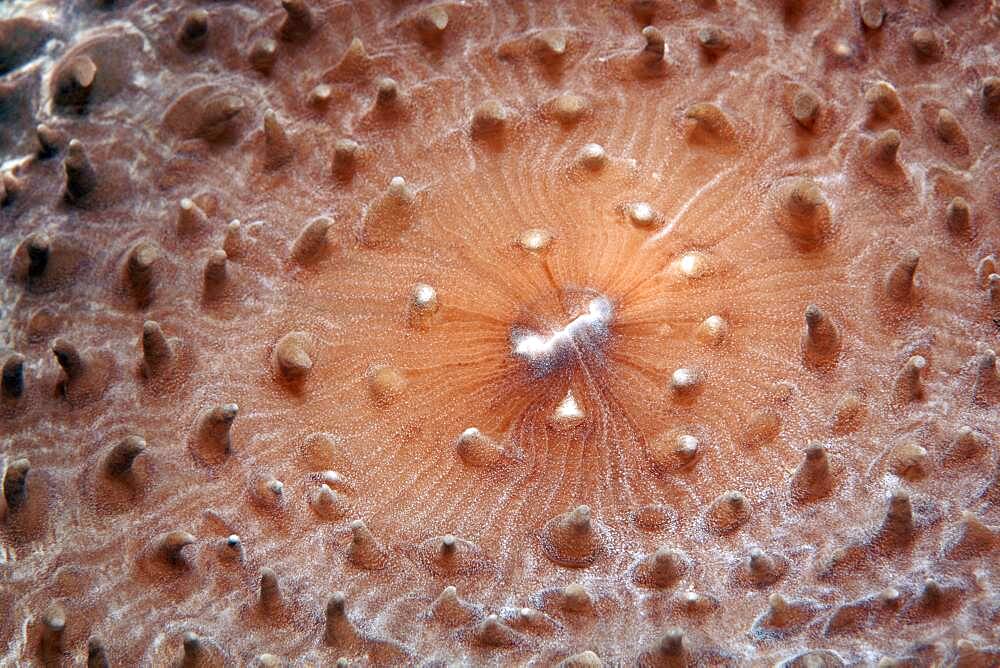 Slice anemone, Giant Cup Mushroom (Amplexidiscus fenestrafer), detail with mouth, Pacific, Great Barrier Reef, UNESCO World Heritage, Australia, Oceania