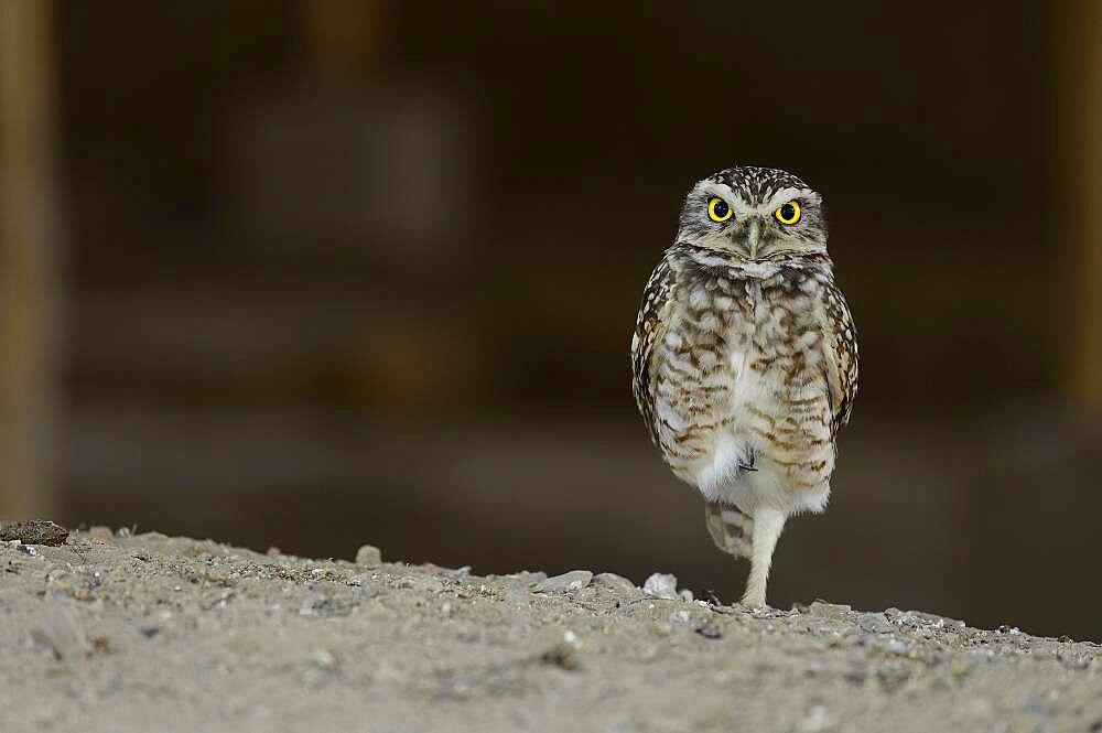 Pacific pygmy owl (Glaucidium peruanum) stands on one leg, near Chiclayo, Lambayeque region, Peru, South America