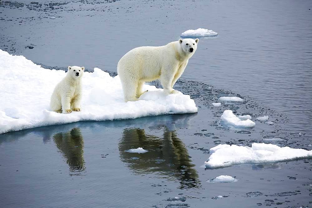 Polar bear with baby on ice floe, East coast Greenland, Denmark, Europe