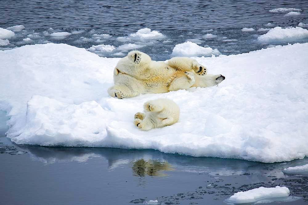 Polar bear with baby on ice floe, East coast Greenland, Denmark, Europe