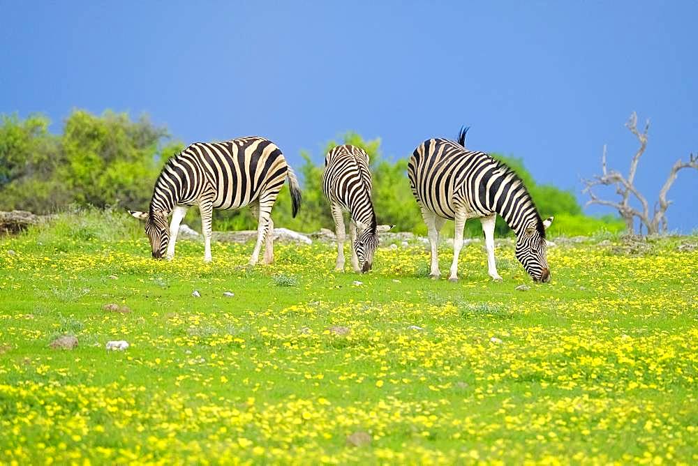 Burchells Zebras (Equus quagga burchellii) are grazing. Etosha National Park, Namibia, Africa