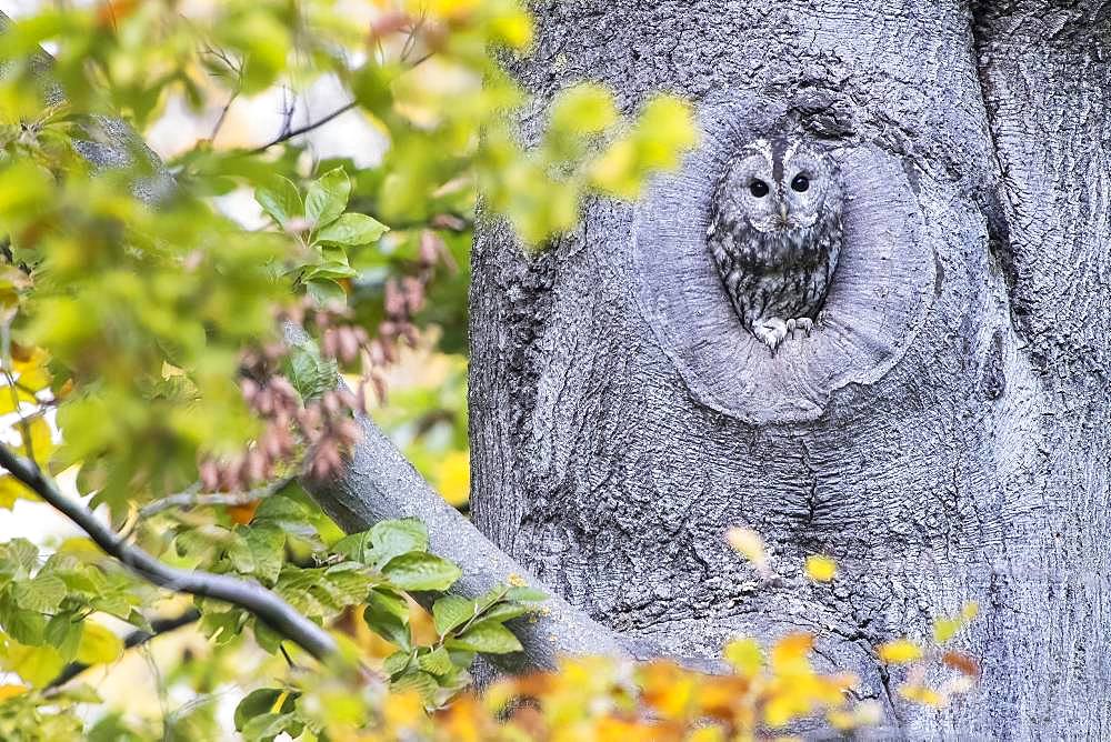 Tawny owl (Strix aluco) in front of its burrow, Hesse, Germany, Europe