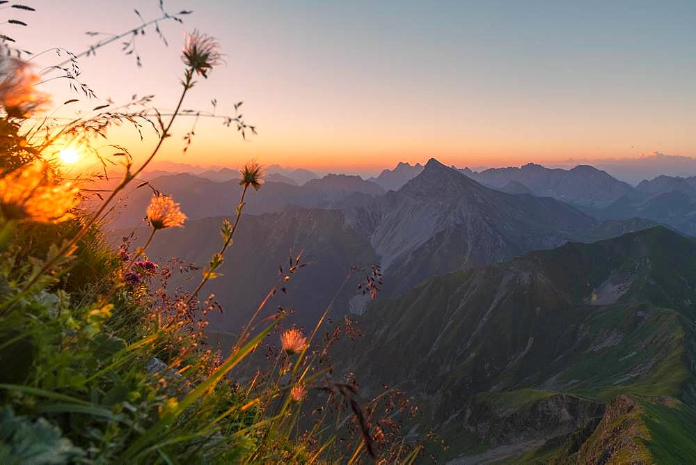 Sunrise over Lechtal Alps with faded alpine cowbell (Pulsatilla alpina) on mountain meadow, Elmen, Lechtal Alps, Ausserfern, Tyrol, Austria, Europe