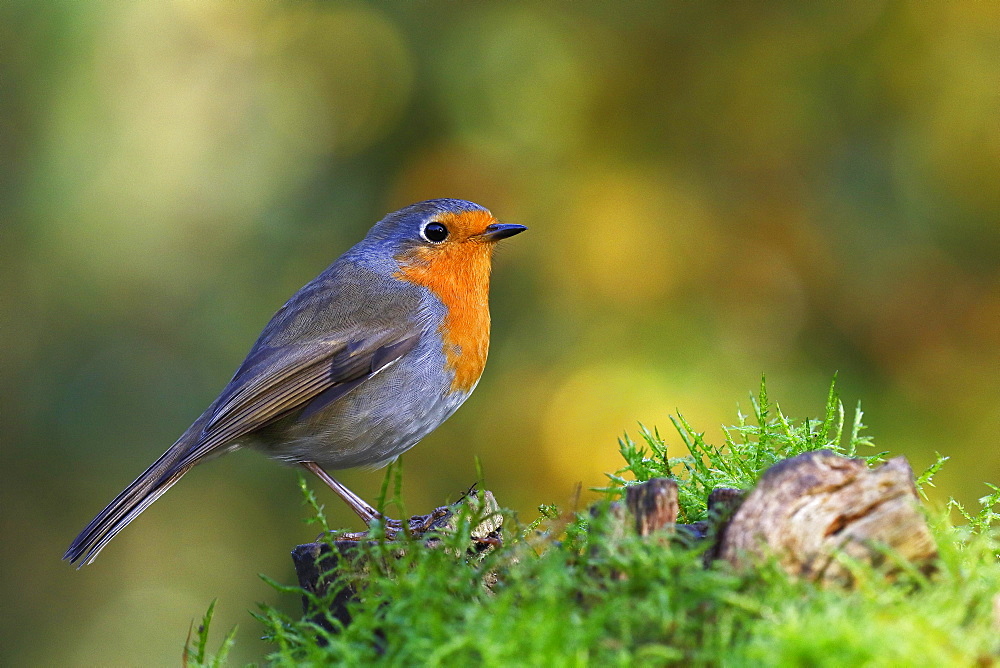 European robin (Erithacus rubecula) Schleswig-Holstein, Germany, Europe