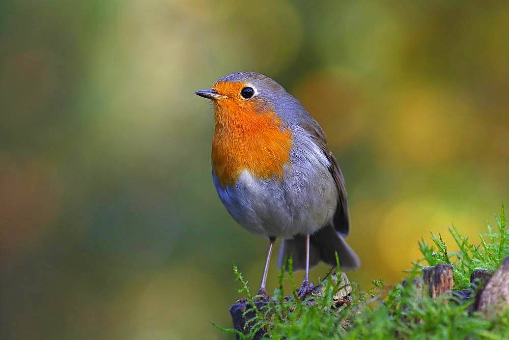 European robin (Erithacus rubecula) Schleswig-Holstein, Germany, Europe