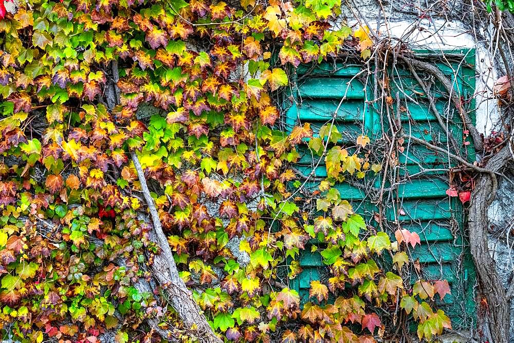 Boston ivy (Parthenocissus tricuspidata) and ivy (Hedera) growing over old window beams, Weiz, Austria, Europe