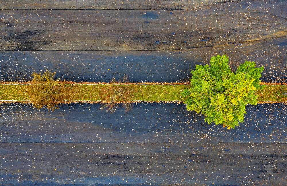 Car parking lot with colourful deciduous trees, from above, drone photo, aerial photo, Mondseeland, Salzkammergut, Upper Austria, Austria, Europe