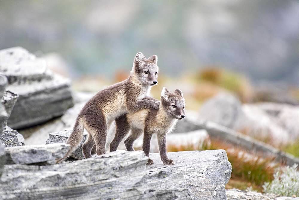 Young arctic foxes (Vulpes lagopus) playing, Dovrefjell-Sunndalsfjella National Park, Norway, Europe