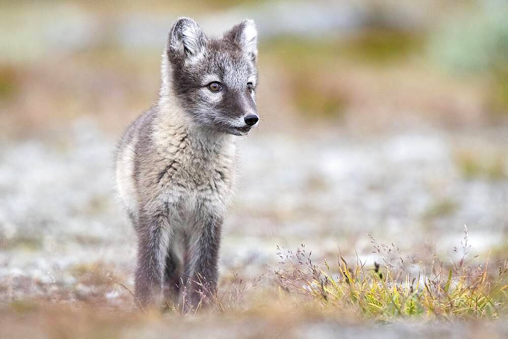 Young arctic fox (Vulpes lagopus), Dovrefjell-Sunndalsfjella National Park, Norway, Europe