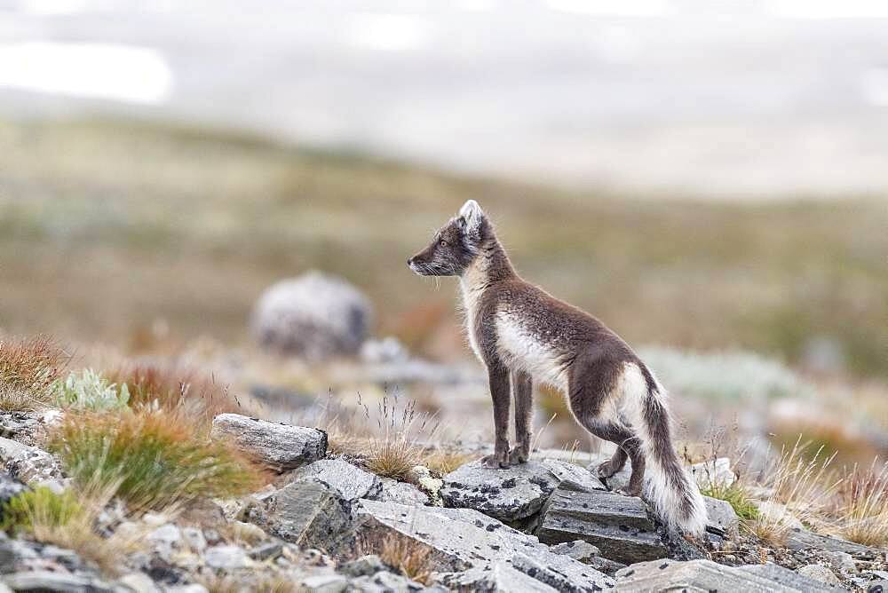 Arctic fox (Vulpes lagopus), Dovrefjell-Sunndalsfjella National Park, Norway, Europe