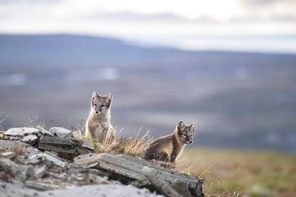 Young arctic foxes (Vulpes lagopus), Dovrefjell-Sunndalsfjella National Park, Norway, Europe