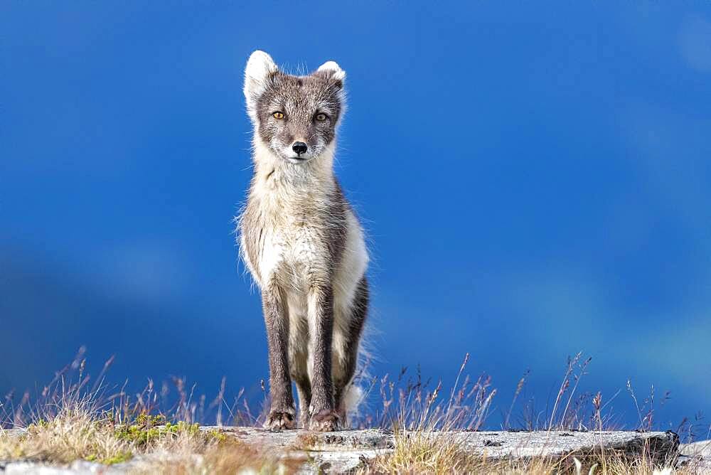 Arctic fox (Vulpes lagopus), Dovrefjell-Sunndalsfjella National Park, Norway, Europe