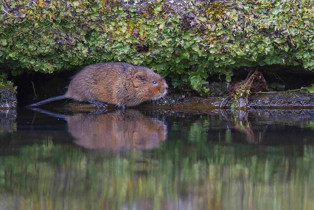 Water vole (Arvicola amphibius) adult on the edge of a canal, Derbyshire, England, United Kingdom, Europe