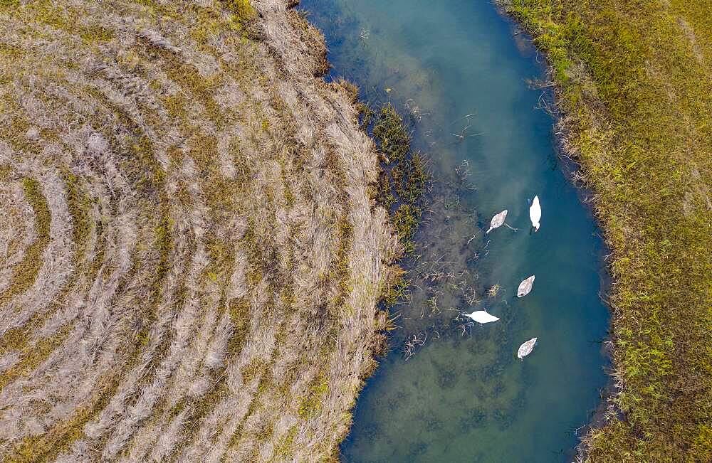 Natural course of the Zellerache river from the Irrsee with swans, wet meadow, from above, drone photo, aerial photo, Mondseeland, Salzkammergut, Upper Austria, Austria, Europe