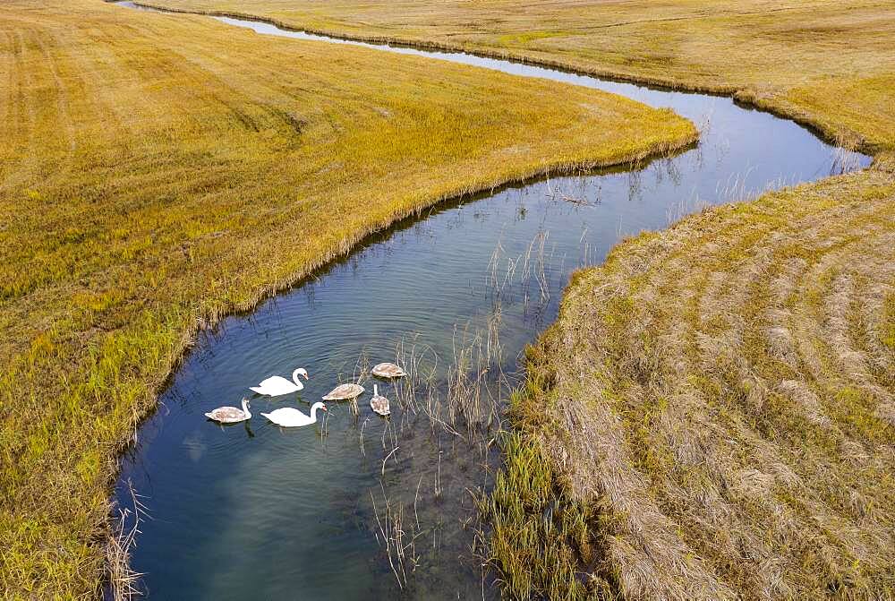 Natural course of the Zellerache river from the Irrsee lake with swans, wet meadow, Mondseeland, Salzkammergut, Upper Austria, Austria, Europe