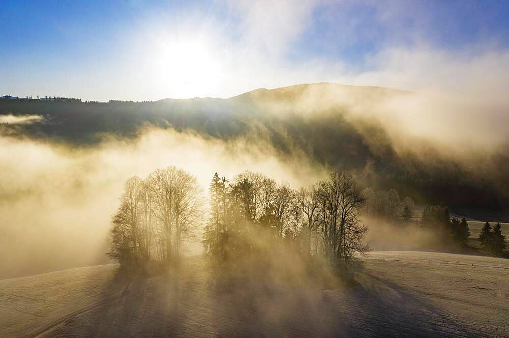 Group of trees rising out of the sea of fog, inversion weather, drone shot, aerial view, Mondseeland, Salzkammergut, Upper Austria, Austria, Europe