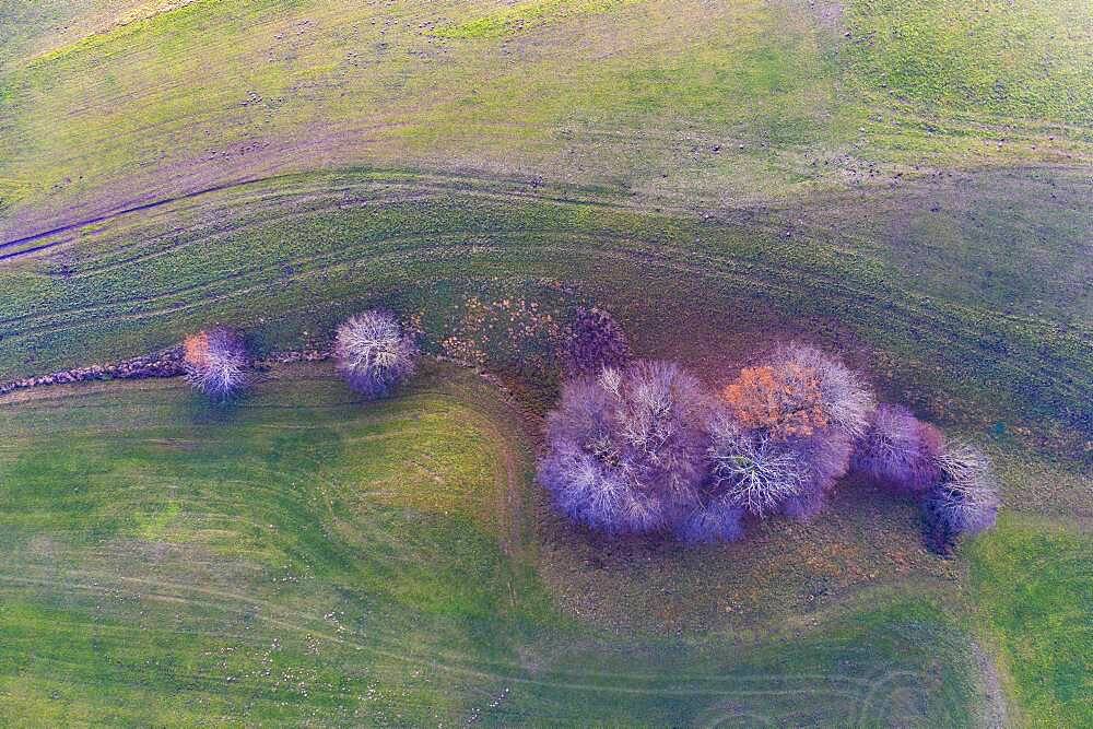 Group of trees in a meadow with vehicle tracks, from above, agricultural landscape, structures, aerial view, drone photo, Mondseeland, Salzkammergut, Upper Austria, Austria, Europe