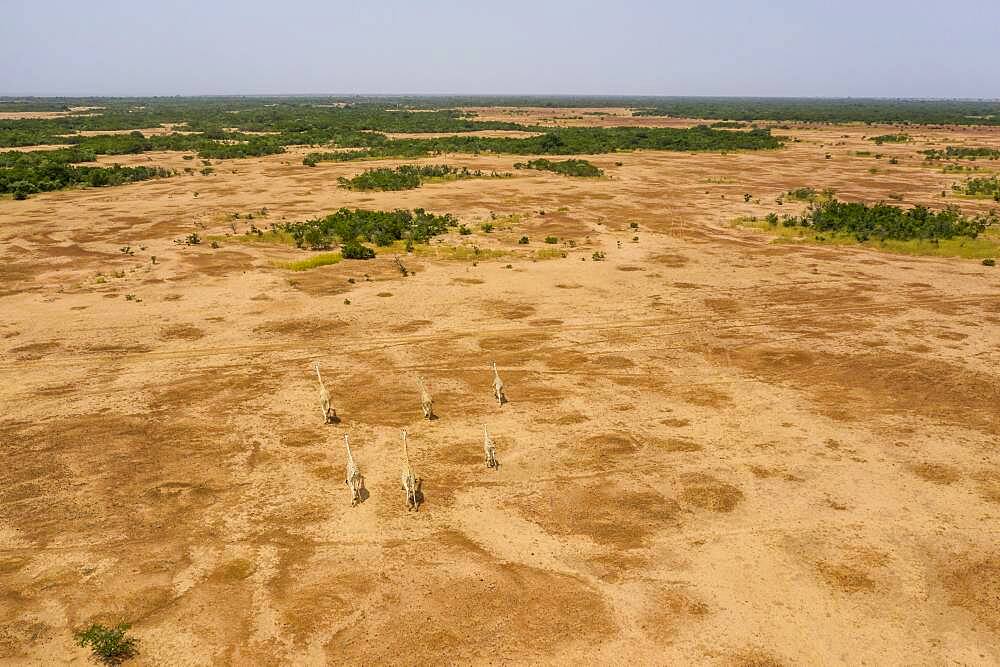 West African giraffes (Giraffa camelopardalis peralta) in dry landscape, Koure Giraffe Reserve, Niger, Africa