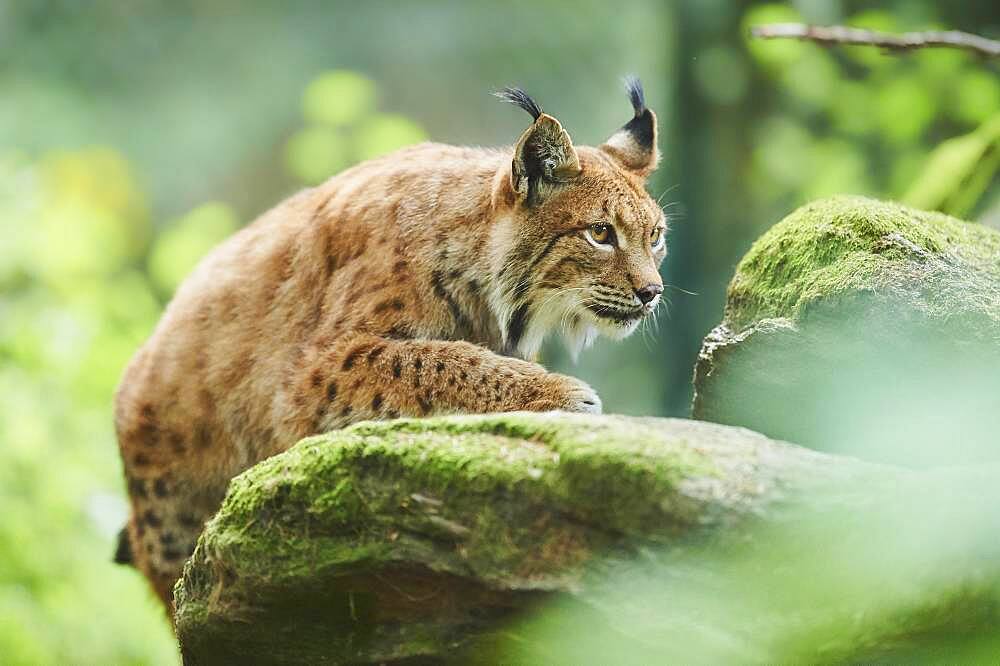 Eurasian lynx (Lynx lynx), staying in a forest, captive, Germany, Europe